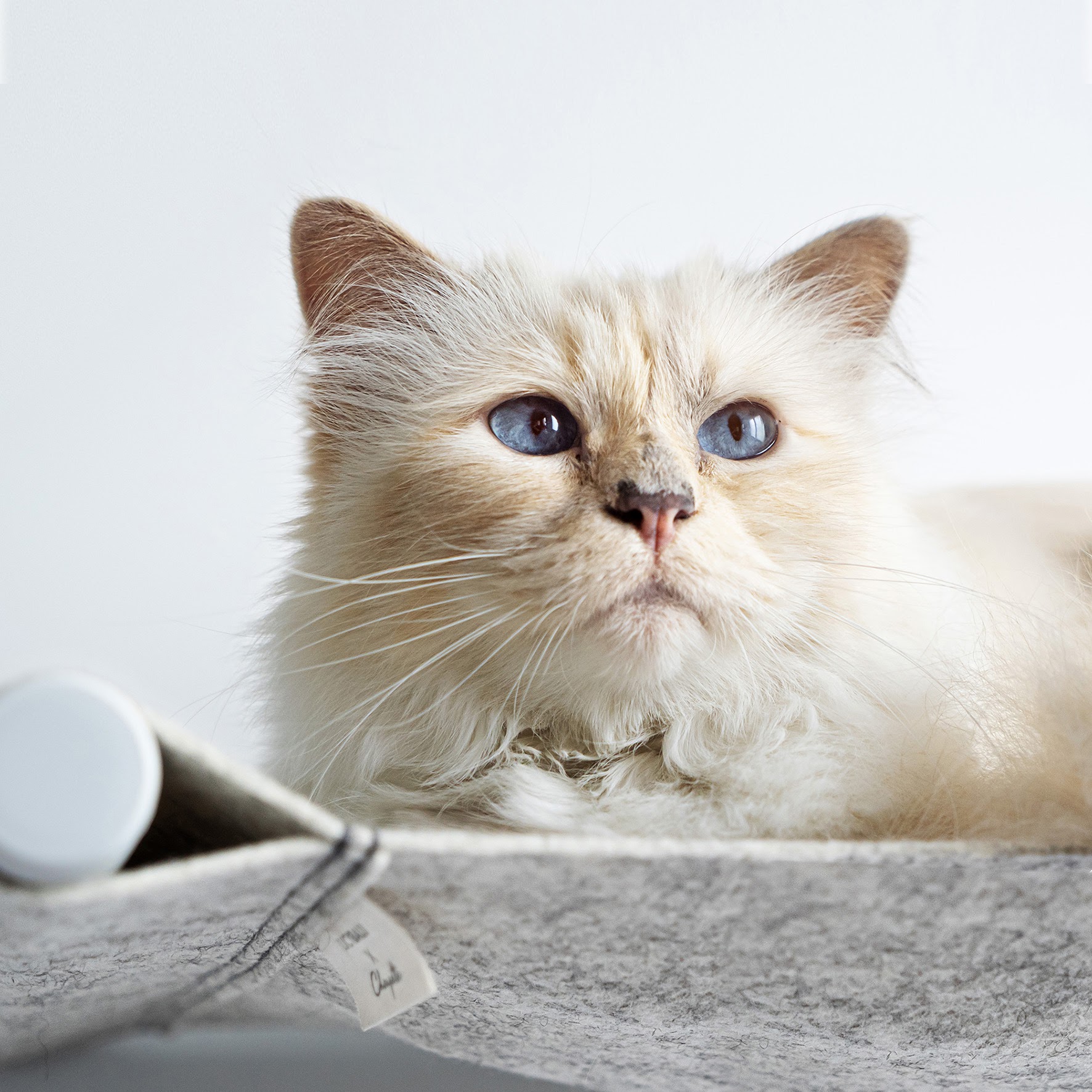 What Karl Lagerfeld's Choupette did next